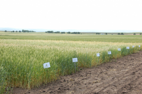 Спутниковые данные помогут предсказать урожайность зерновых культур в Красноярском крае