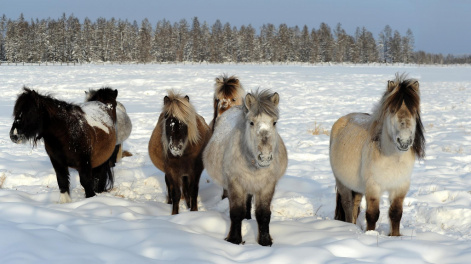 Сибирские ученые: уникальность якутских лошадей связана с особенностями их питания