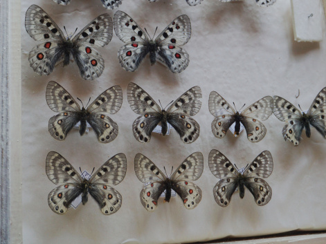 Музей лесных экосистем пополнился уникальной коллекцией бабочек