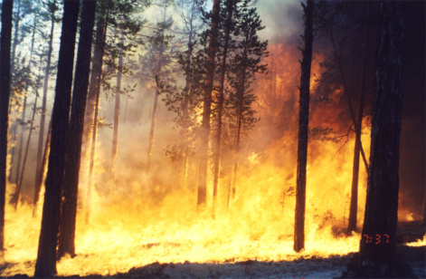 Интенсивные лесные пожары в Сибири усиливают выбросы углерода в атмосферу