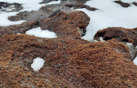 Ископаемые мхи выделяют метан после таяния ледников Антарктики