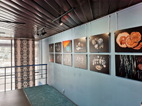 Выставка научной фотографии «Объекты и структуры» открывается в Музейном центре «Площадь Мира»