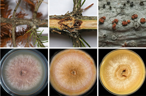 Обнаружен новый вид фитопатогенного гриба, который угрожает сибирской пихте