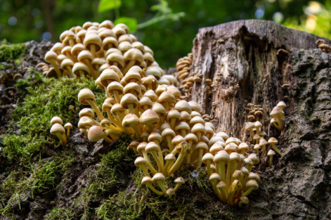 Вирусы помогут снизить ущерб лесам от патогенных грибов
