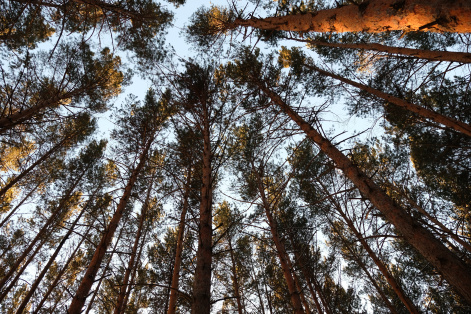 Экосистемы России продолжают быть поглотителями парниковых газов, но есть тревожные сигналы