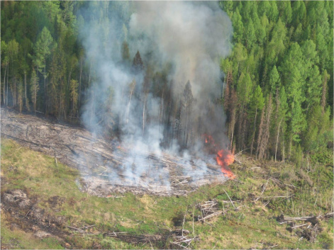 Ученые обнаружили зависимость между числом лесных пожаров и деятельностью человека в Сибири