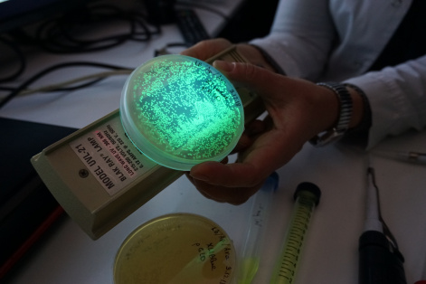 Красноярские ученые рассказали как и зачем использовать в науке биолюминесценцию живых организмов 