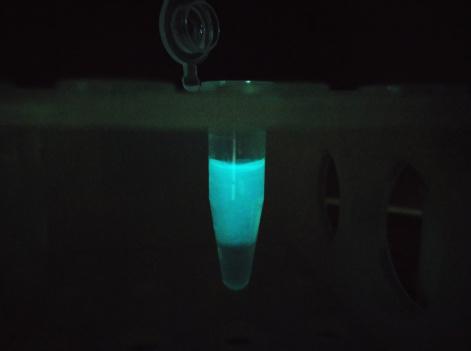 Из самой маленькой в мире светящейся молекулы сделали тест на клещевой энцефалит