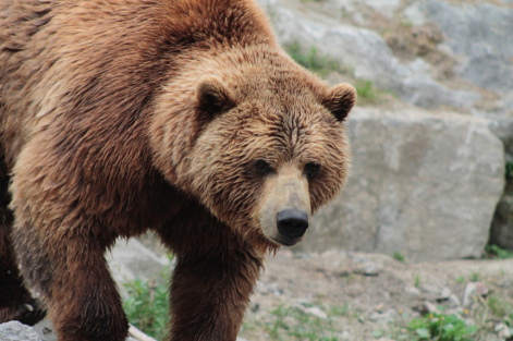 Ученые разобрались в причинах конфликтов бурых медведей и людей