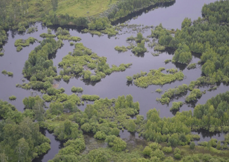 Виноваты ли леса в июньском наводнении в Иркутской области?