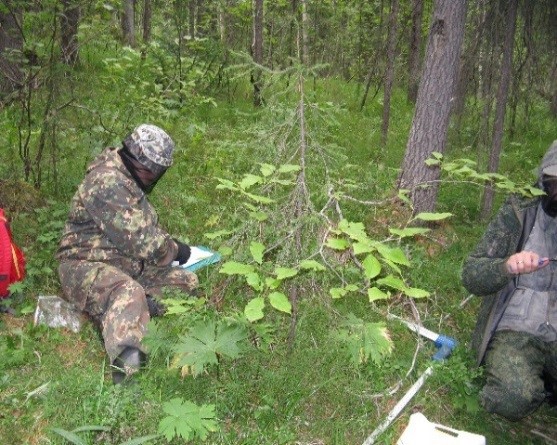 Экспедиции по лесу. Исследовательские центры в Сибири. Научный кемпинг.