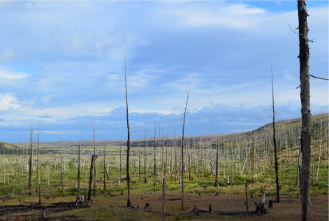 Ученые предсказывают безвозвратную потерю части лесов из-за изменения климата