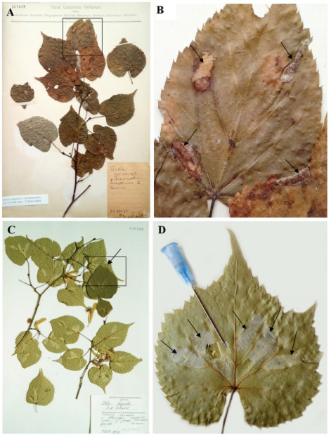 Ученые вычисляют "родину" вредящей липам моли-пестрянки, изучая вековые гербарии