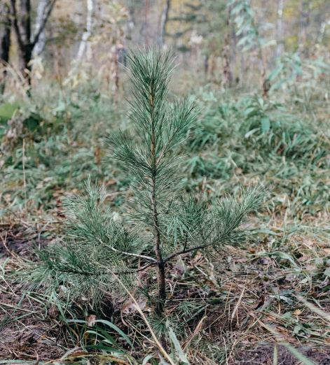 Красноярские ученые рассказали, какие деревья стоит высаживать в городе