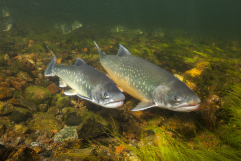 Ученый КНЦ СО РАН рассказал о выращивании и промышленном лове рыбы в водоемах Таймыра