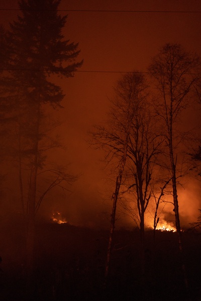 Почему горят леса в России и можно ли с этим бороться?