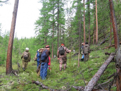 Красноярские ученые: деградация вечной мерзлоты приведет к росту лиственничных лесов