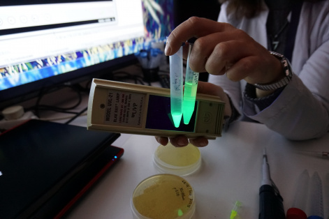 Ученые Красноярского научного центра рассказали о биолюминесценции