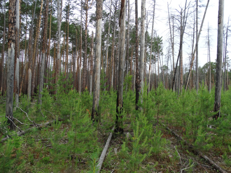 Александр Онучин: для России критически важно развивать лесные хозяйства