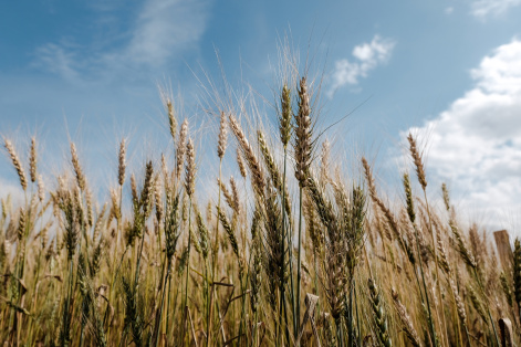 70 лет на службе аграрной науке
