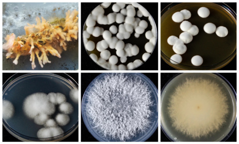 Грибы, бактерии и вирусы вместо химии: красноярские ученые создают эффективные препараты для защиты растений