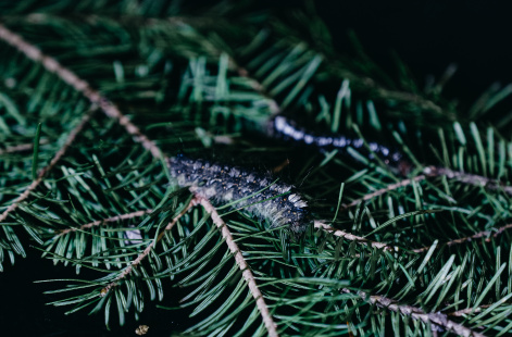Справиться с вредителем хвойных лесов –  сибирским шелкопрядом – помогут паразитоиды