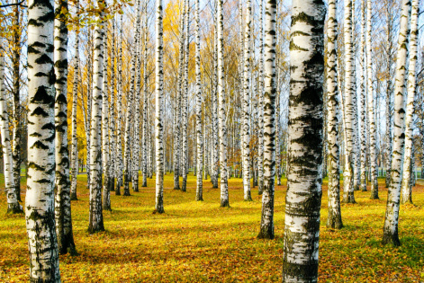 Красноярские ученые рассказали, как из деревьев сделать лекарства и моторное топливо 