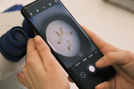 Размер имеет значение: ученые выявляют опасных вредителей леса и их гибридов по размерам гениталий