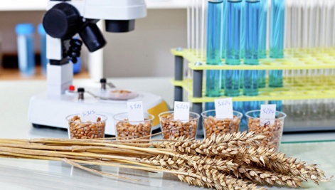 Красноярские ученые работают над улучшением средства защиты урожая зерна