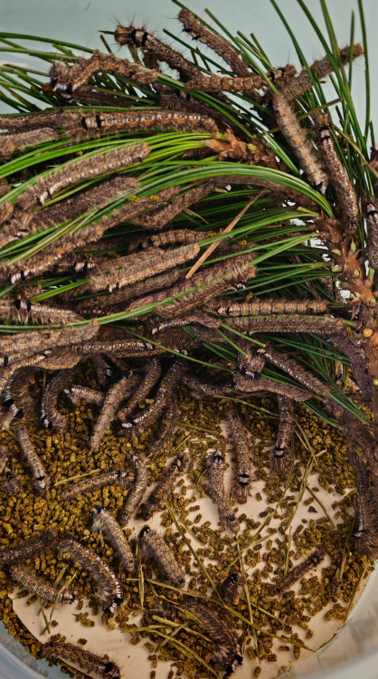 Обезвредить до появления: зачем в Красноярске выращивают гибридов шелкопрядов