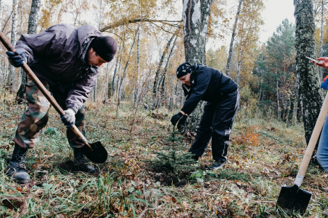 Красноярские ученые продлевают жизнь лесу 