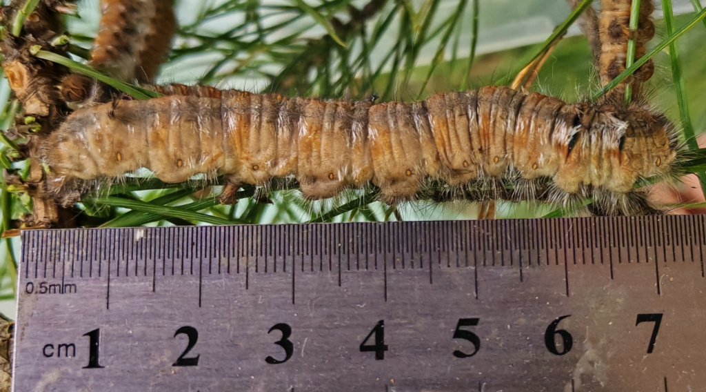 10. Гусеница .jpg