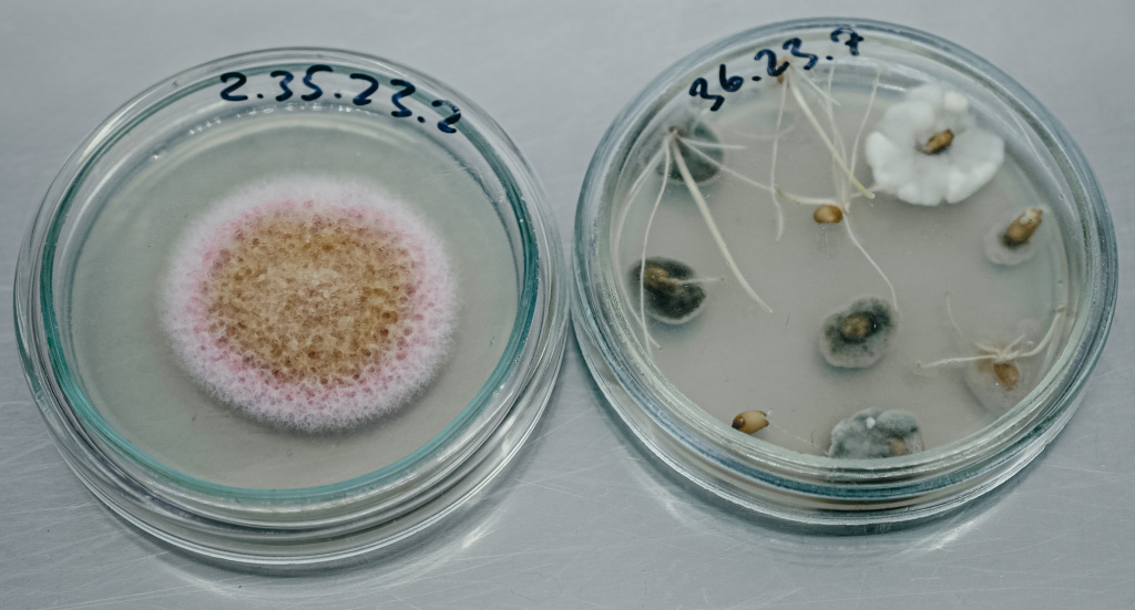 7_ Фузариоз - опасное заболевание пшеницы.jpg