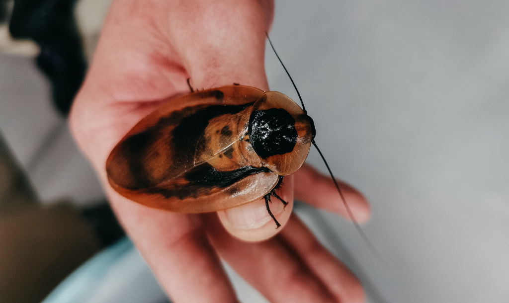 6_Таракан из БИОСа.jpg