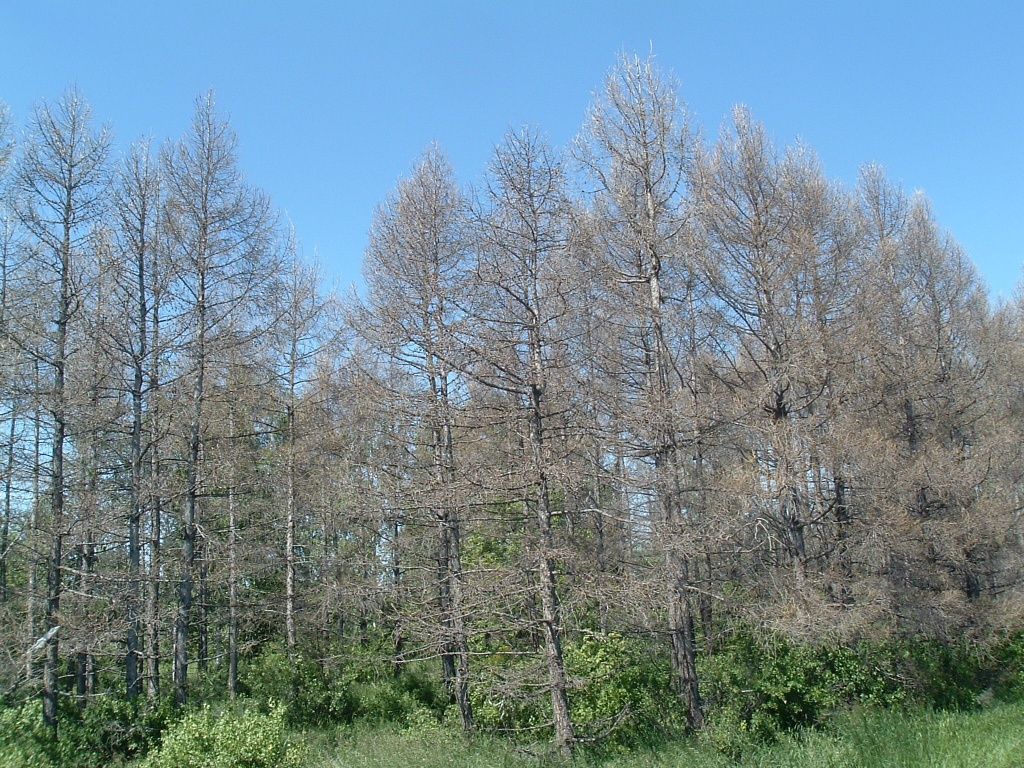 2. Поврежденный лиственничник. Алтайский край.JPG