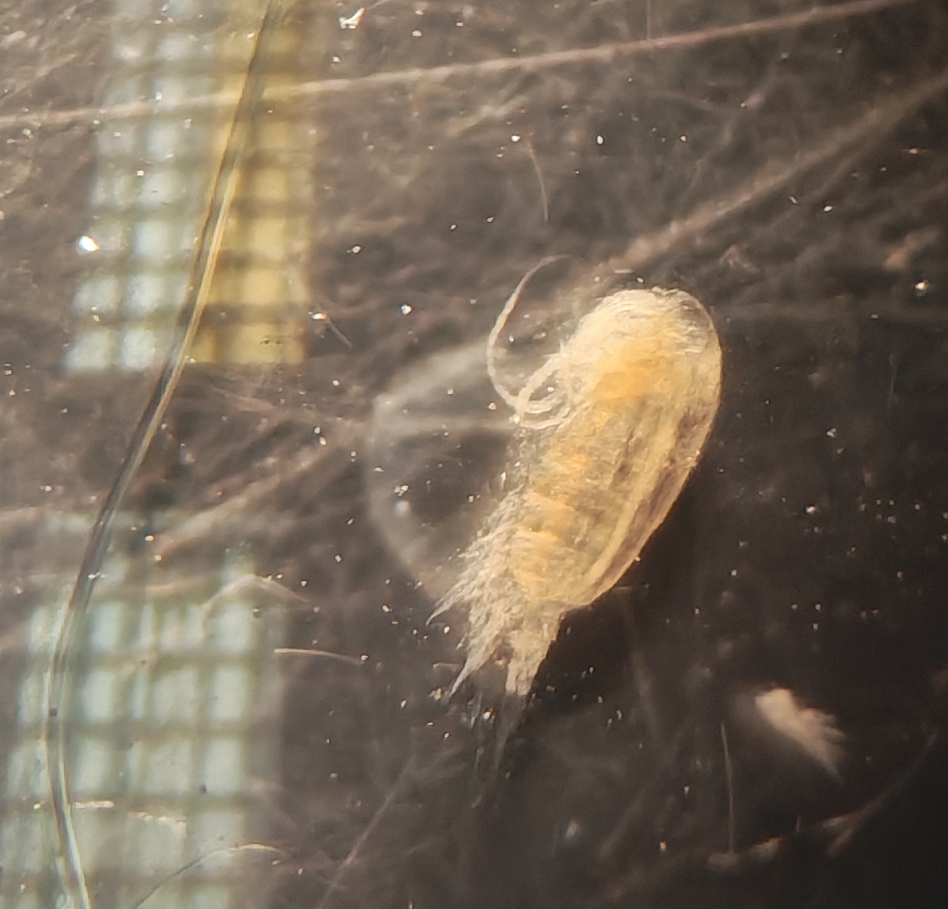 Fig. 3. Planktonic crustaceans Senecella siberica.jpg