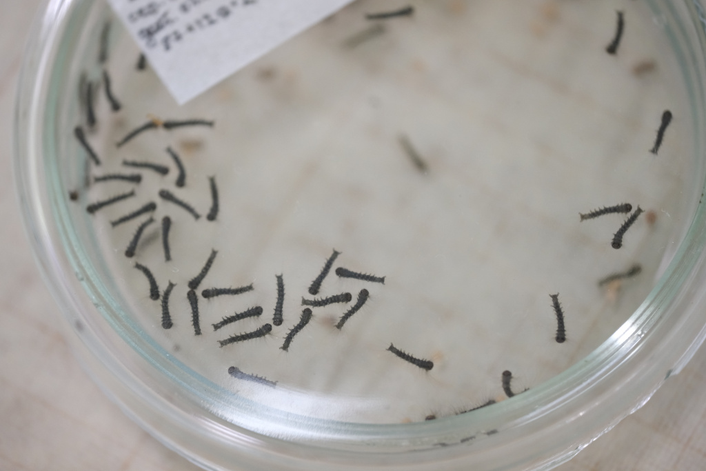 6. Недавно вылупившиеся из яиц гусеницы.jpg