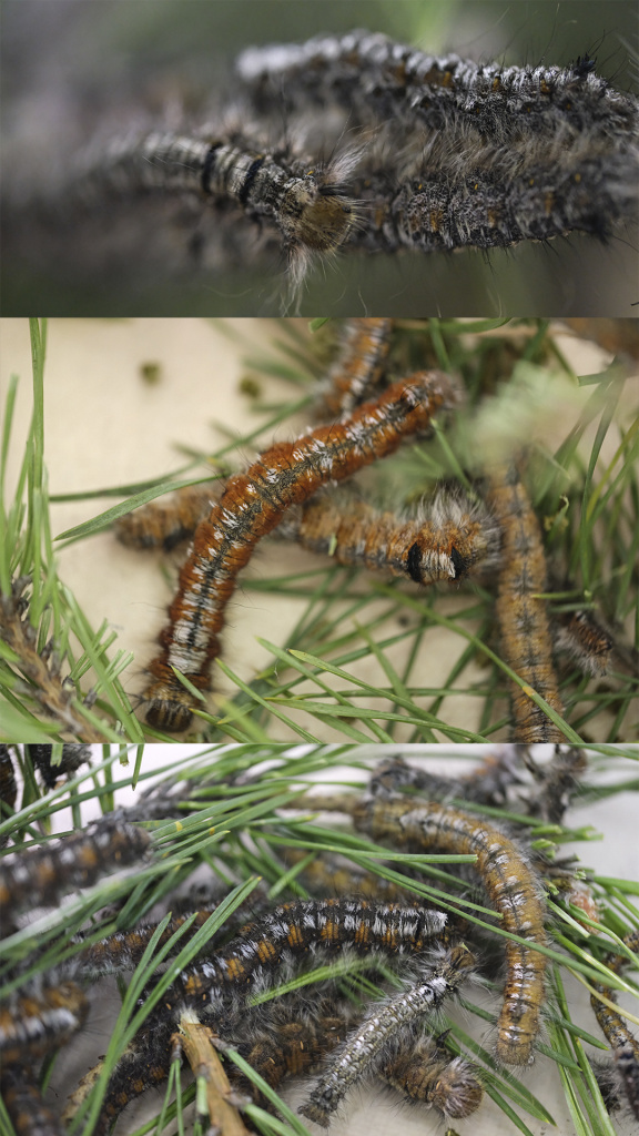 9. Коллаж Сосновый, сибирский, гибрид (внизу гибрид).jpg