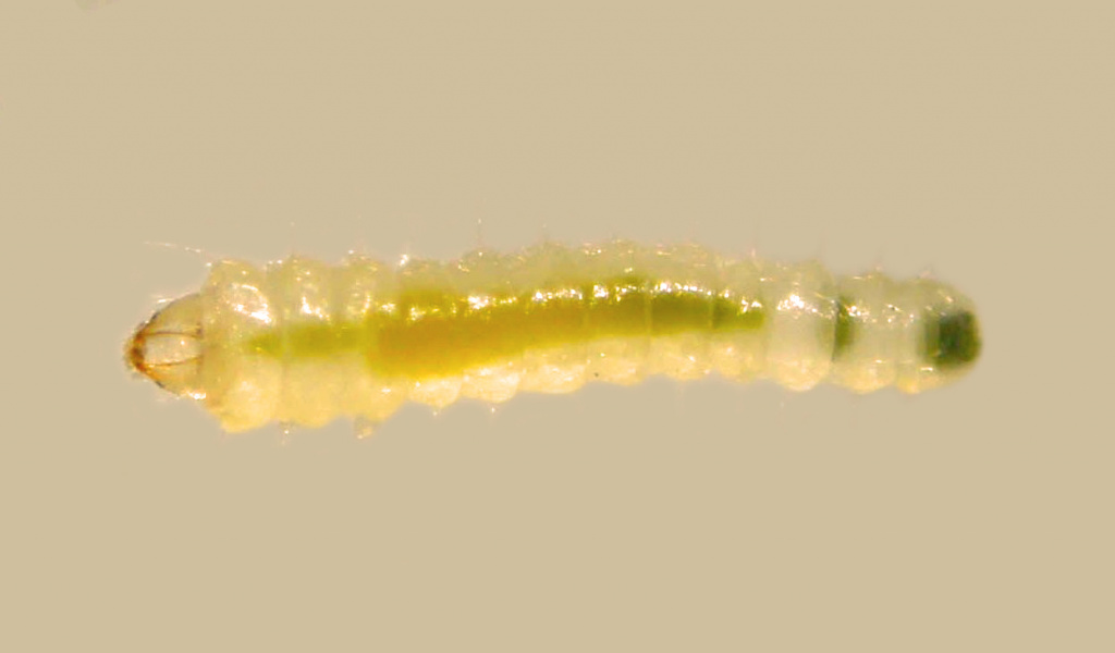 Взрослая самка моли-пестрянки Phyllonorycter ivani.jpg