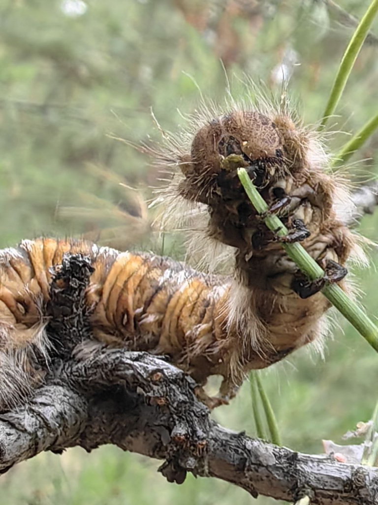 3. Гусеница ест хвоинку.jpg