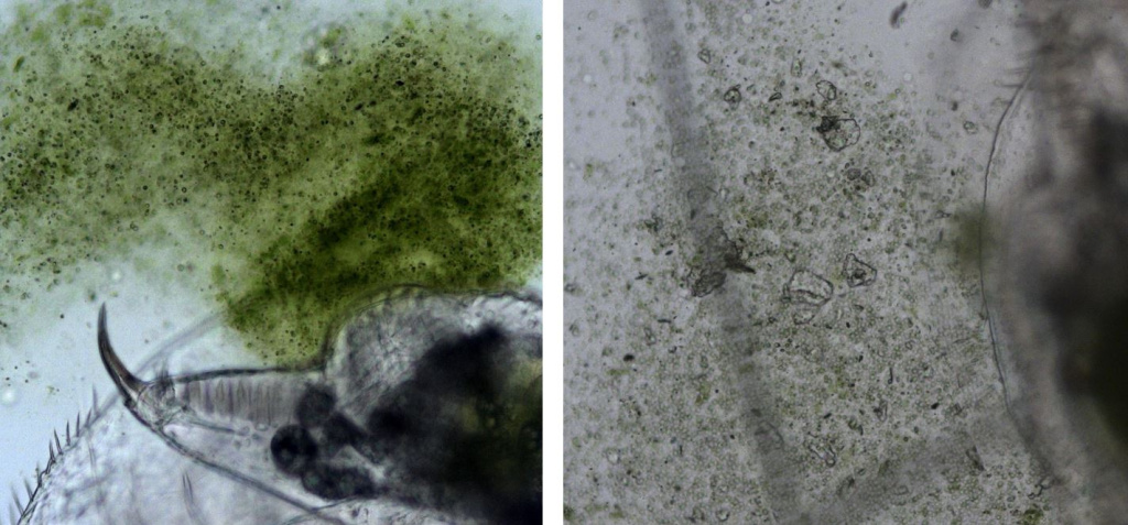 содержимое кишечника контрольных (слева, микроводоросли без пластика) и тестовых (справа, микроводоросли и пластик) рачков.JPG