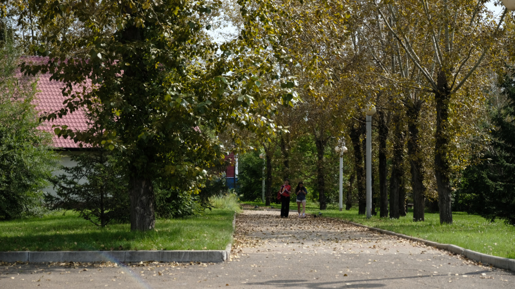 Тополя на улицах города.JPG