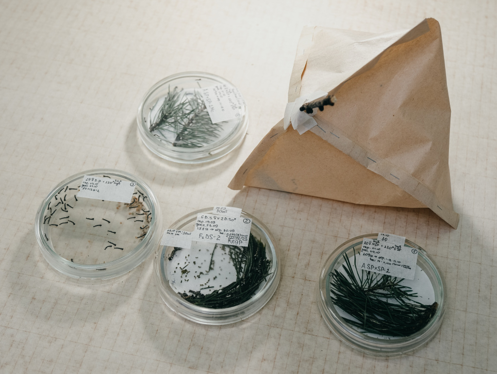 8. Фонарик для размножения шелкопрядов.jpg