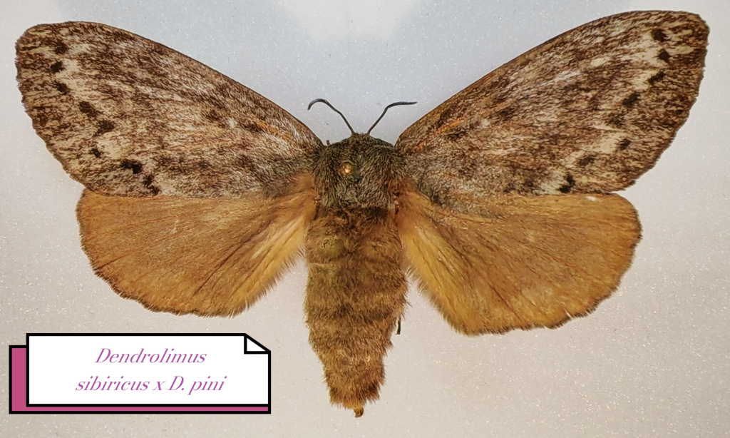 7. Бабочка гибрида Сибирского и Соснового шелкопрядов.jpg